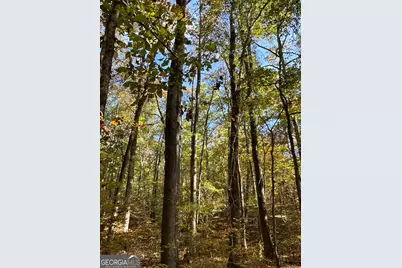 Tract 2 Dennis Creek Road, Talbotton, GA 31827 - Photo 12