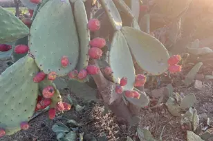 1290 Orange Ave, Patterson, CA 95363 - Photo 14