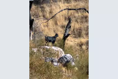 11821 Del Puerto Canyon Rd, Livermore, CA 94550 - Photo 36