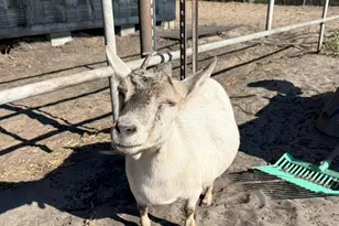 6943 Piper Rd, Bethel Island, CA 94511 - Photo 30