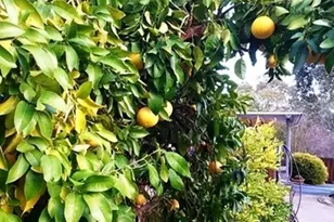 234 Acacia Ln, Alamo, CA 94507 - Photo 28