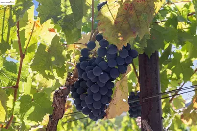 1531 Foster Rd, Napa, CA 94558 - Photo 52