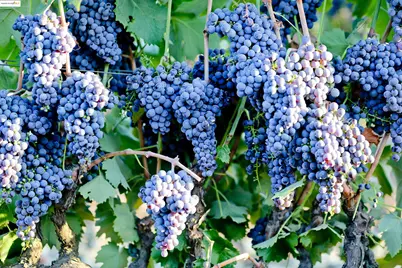 3501 Byer Road, Byron, CA 94514 - Photo 4