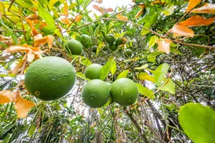 817 Cheyenne Dr, Walnut Creek, CA 94598 - Photo 40