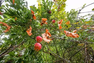 817 Cheyenne Dr, Walnut Creek, CA 94598 - Photo 44