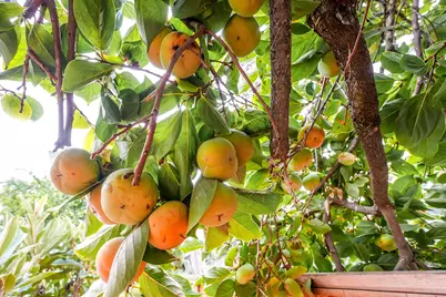 817 Cheyenne Dr, Walnut Creek, CA 94598 - Photo 42