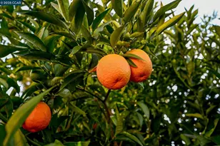 1075 Irwin Ct, Concord, CA 94518 - Photo 46