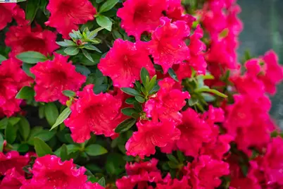 484 El Pintado Rd, Danville, CA 94526 - Photo 50