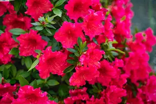 484 El Pintado Rd, Danville, CA 94526 - Photo 50