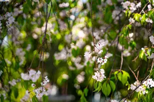 484 El Pintado Rd, Danville, CA 94526 - Photo 56