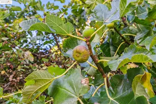 3412 Magnolia St, Oakland, CA 94608 - Photo 38