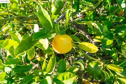 3412 Magnolia St, Oakland, CA 94608 - Photo 42