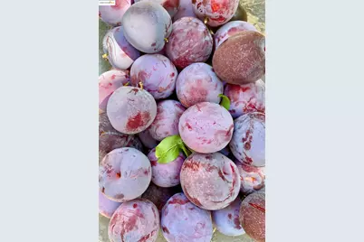 348 Dowling Blvd, San Leandro, CA 94577 - Photo 50