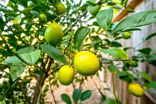 9985 Windsor Way, San Ramon, CA 94583 - Photo 34