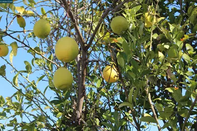 330 W Cypress Rd, Oakley, CA 94561 - Photo 52