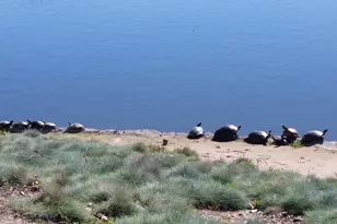 4794 Snowy Egret Way, Oakley, CA 94561 - Photo 36