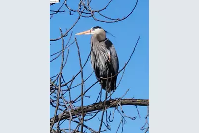 4794 Snowy Egret Way, Oakley, CA 94561 - Photo 38