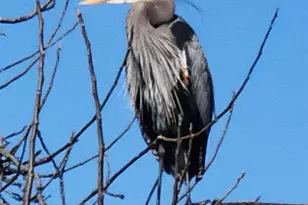 4794 Snowy Egret Way, Oakley, CA 94561 - Photo 38