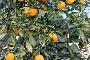 1042 Bermuda Dr, Concord, CA 94518 - Photo 42