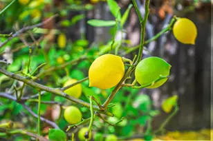 2463 Aarles Ct, Walnut Creek, CA 94598 - Photo 50