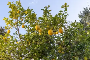 1139 Cornell Ave, Albany, CA 94706 - Photo 42