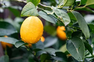 3020 San Miguel Ct, Concord, CA 94518 - Photo 52