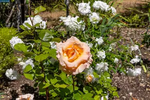 4040 Los Arabis Dr, Lafayette, CA 94549 - Photo 54