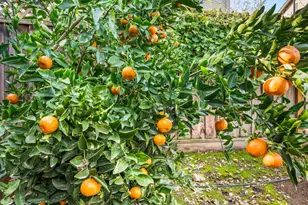 2128 Alexander Way, Pleasanton, CA 94588 - Photo 30