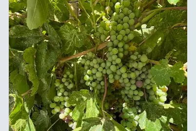 8491 Pinehollow Cir, Discovery Bay, CA 94505 - Photo 24