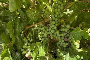 8491 Pinehollow Cir, Discovery Bay, CA 94505 - Photo 24