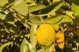 4630 Redwood Rd, Oakland, CA 94619 - Photo 6