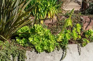 61 Cowper Ave, Kensington, CA 94707 - Photo 44