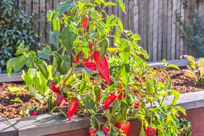 653 55th St, Oakland, CA 94609 - Photo 50