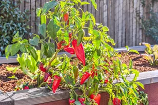 653 55th St, Oakland, CA 94609 - Photo 50