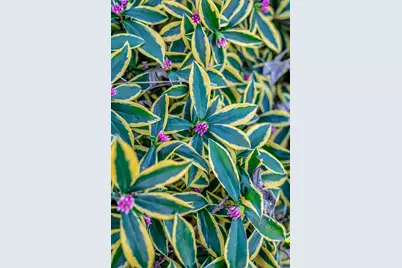 1753 Elm St, Livermore, CA 94551 - Photo 34