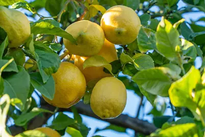 1525 Tyler St, Berkeley, CA 94703 - Photo 42