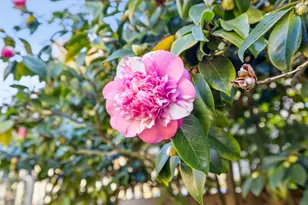 1416 Versailles Ave, Alameda, CA 94501 - Photo 52