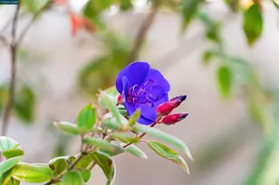 582 La Corso Dr, Walnut Creek, CA 94598 - Photo 42