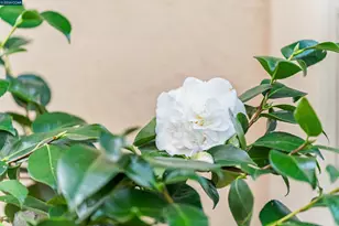 582 La Corso Dr, Walnut Creek, CA 94598 - Photo 44