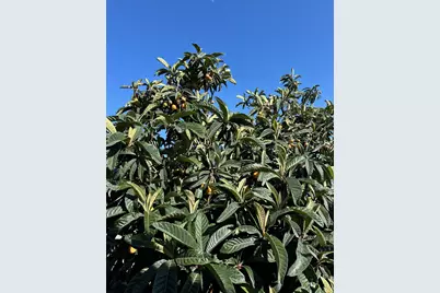 9752 Tareyton Ave, San Ramon, CA 94583 - Photo 42