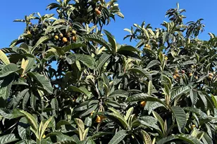 9752 Tareyton Ave, San Ramon, CA 94583 - Photo 42