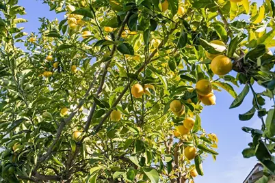 1720 Walnut St., Alameda, CA 94501 - Photo 32