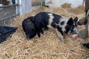 3326 Dyer Rd, Livermore, CA 94551 - Photo 6