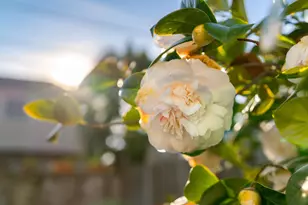 3010 Fairview Ave, Alameda, CA 94501 - Photo 10