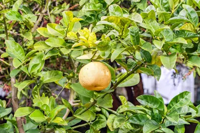 1108 33rd St, Oakland, CA 94610 - Photo 54