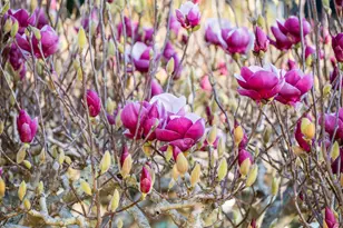 5615 Ludwig Ave, El Cerrito, CA 94530 - Photo 54