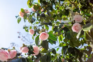 1106 Cragmont Ave, Berkeley, CA 94708 - Photo 24