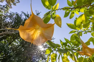 681 Santa Ray Ave, Oakland, CA 94610 - Photo 46