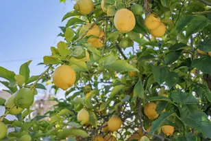 2932 Marina Dr, Alameda, CA 94501 - Photo 50