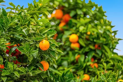 5912 Mayhews Landing Rd, Newark, CA 94560 - Photo 34